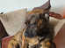 Presa x female for sale