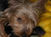 Beautiful Registered Full Redigree Yorkshire Terrier Puppies For Sale
