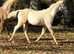 American Quarter Horse Colt