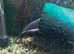 STILL AVAILABLE 2 X Raphael Huge Female Catfish over 12 years old - Area Plymouth St Budeaux, for £40 each
