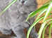 Gccf registered British shorthair/longhair