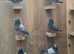 Pedigree  aper racing pigeons  for sale