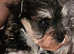 2 beautiful schnoodles 1 boy 1 girl