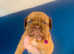 Beautiful Dogue de Bordeaux puppy's
