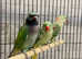Beautiful young darbyan parrot