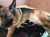 Top quality KC Reg health tested German Shepherd puppies