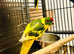 Beautiful young Kakriki parrot