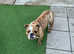 Stunning 10 month old male tiger brindle