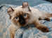 Two unique kittens are looking for new homes