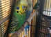 ONE BLUE/LEMON BABY AND ONE PROVEN BREEDING HEN BIRD  prices listed with info about each bird for sale deals and cage option available