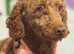 Adult fox red girl 3 years spayed