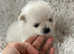 Adorable Pomeranian Puppies