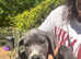 Beautiful pedigree Great Dane puppies