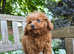 Asian Toy Poodle (Korean & Chineese) VERY small