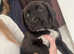 dutch shepherd beagle mix pups for sale!