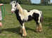 Maisie the yearling filly