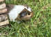 Baby guinea pigs ready now