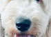 Old English Sheepdog pups 1 boy 1 girl left