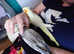 Hand reared silly tame DNA sexed baby cockatiels