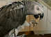 African Grey Parrot 14 years old