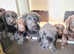 Labrador puppies