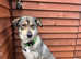 Husky x lab/bloodhound puppies