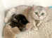 Black Smoke British Shorthair male