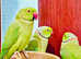 Proven breeding pair Indian ringneck