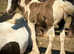 "TGCA registered Mini Cob Colt"