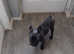 9 month old male blue  french bulldog