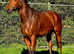 Stunning 16.0 / 16.1 Blank canvas 4year old