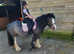 6 year old blagdon mare