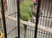 Female indian ring neck parakeet
