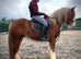 Jaffa 15.1hh chesnut cob gelding