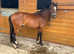 Bailey 12.1hh pony