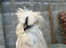 CHICKENS SILKIE AND POLISH COCKRELS