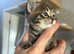 Bengal cross kittens