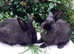 Fully vaccinated purebred young Sable rabbits looking for good homes - ready now!