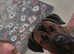 Cane corso girl