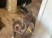 URGENT rehoming