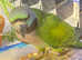 Stunning baby darbyan parrot