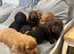 Fully Kc registered cocker spaniels puppies