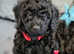 KC registered, DNA/health tested, champions bloodline, 2 black Miniature Poodle boys