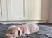 Weimaraner silver ghost puppies 2 beautiful girls
