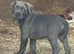 Cane corso pups