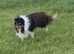 Beautiful Shetland sheepdog cross puppies