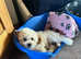 Cavapoonchon puppy