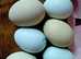 6 Crested Cream Legbar Hatching eggs P&P Included Tracked 24