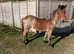 2 yr old New forest colt