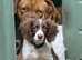 Springer spaniel